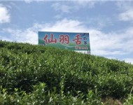 茶葉基地